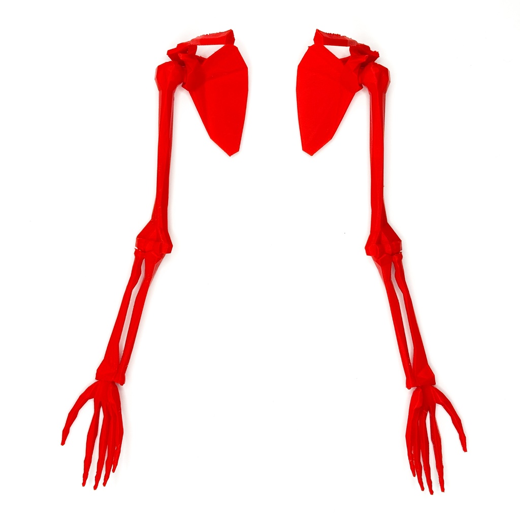 ローポリゴン骨格模型:上肢