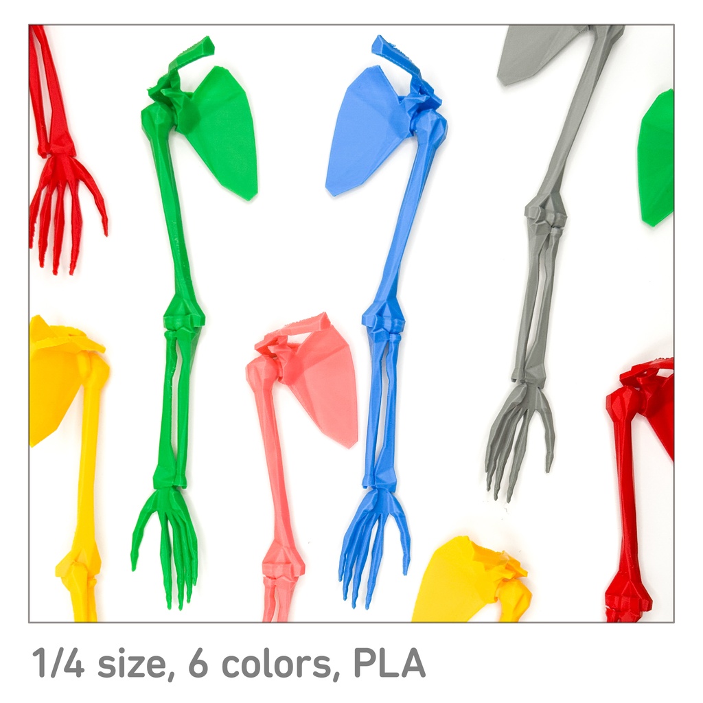 ローポリゴン骨格模型:上肢