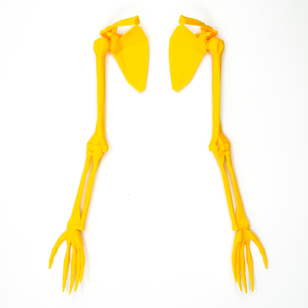 ローポリゴン骨格模型:上肢