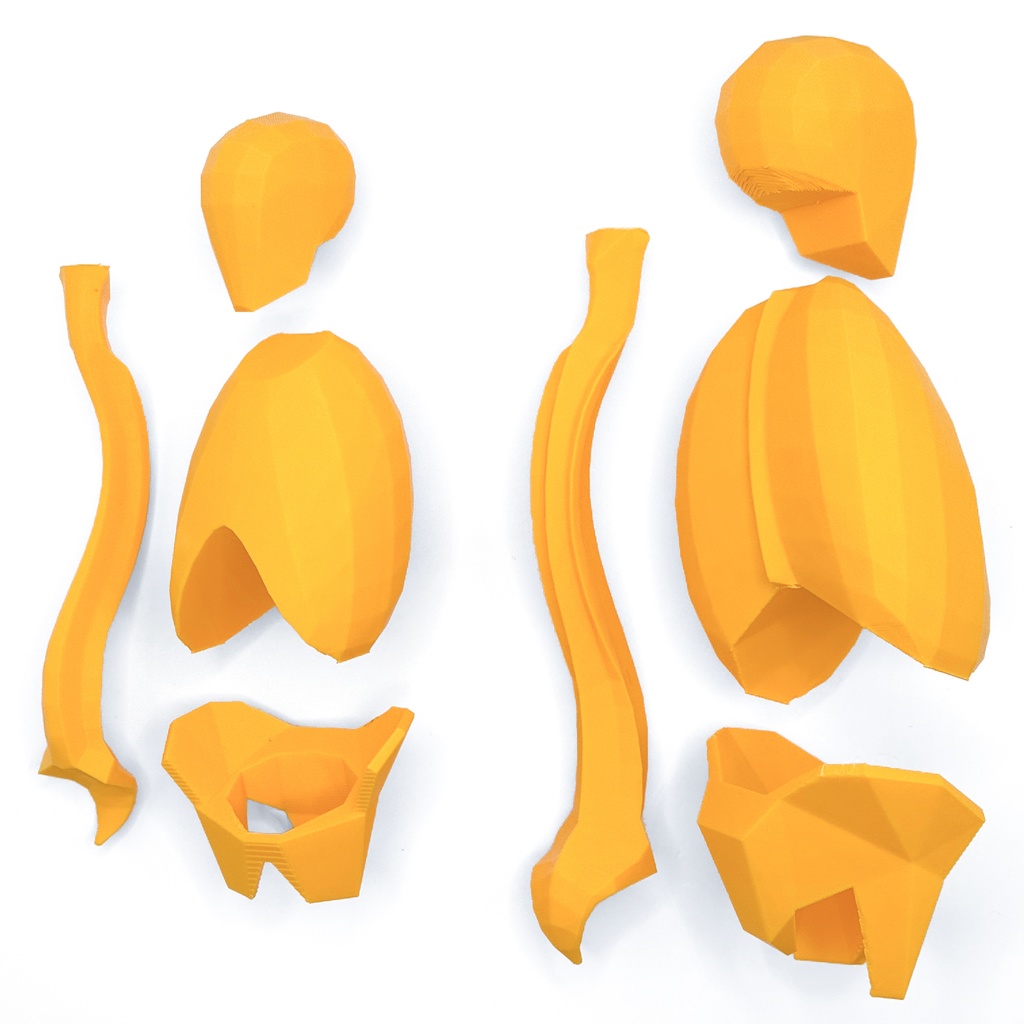 ローポリゴン骨格模型:体幹(分割タイプ)