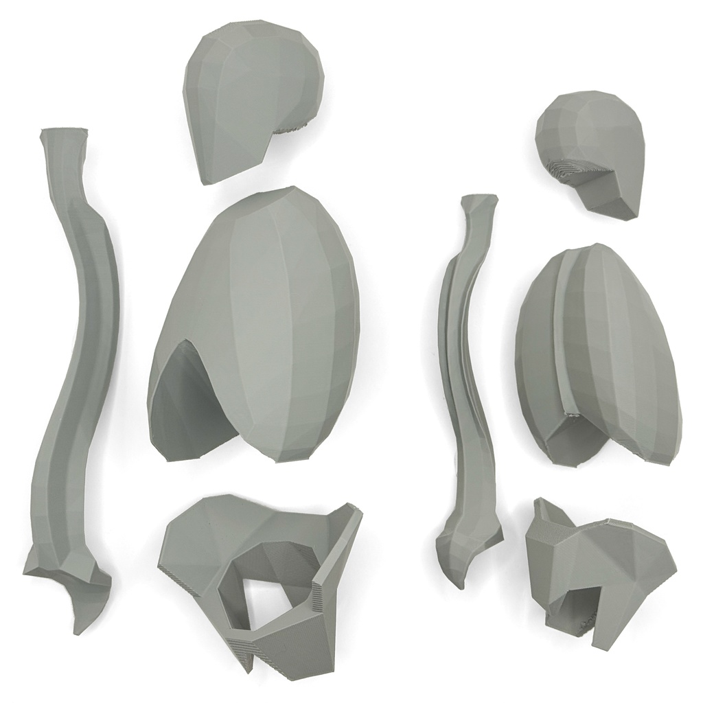 ローポリゴン骨格模型:体幹(分割タイプ)