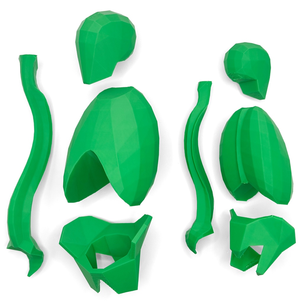 ローポリゴン骨格模型:体幹(分割タイプ)