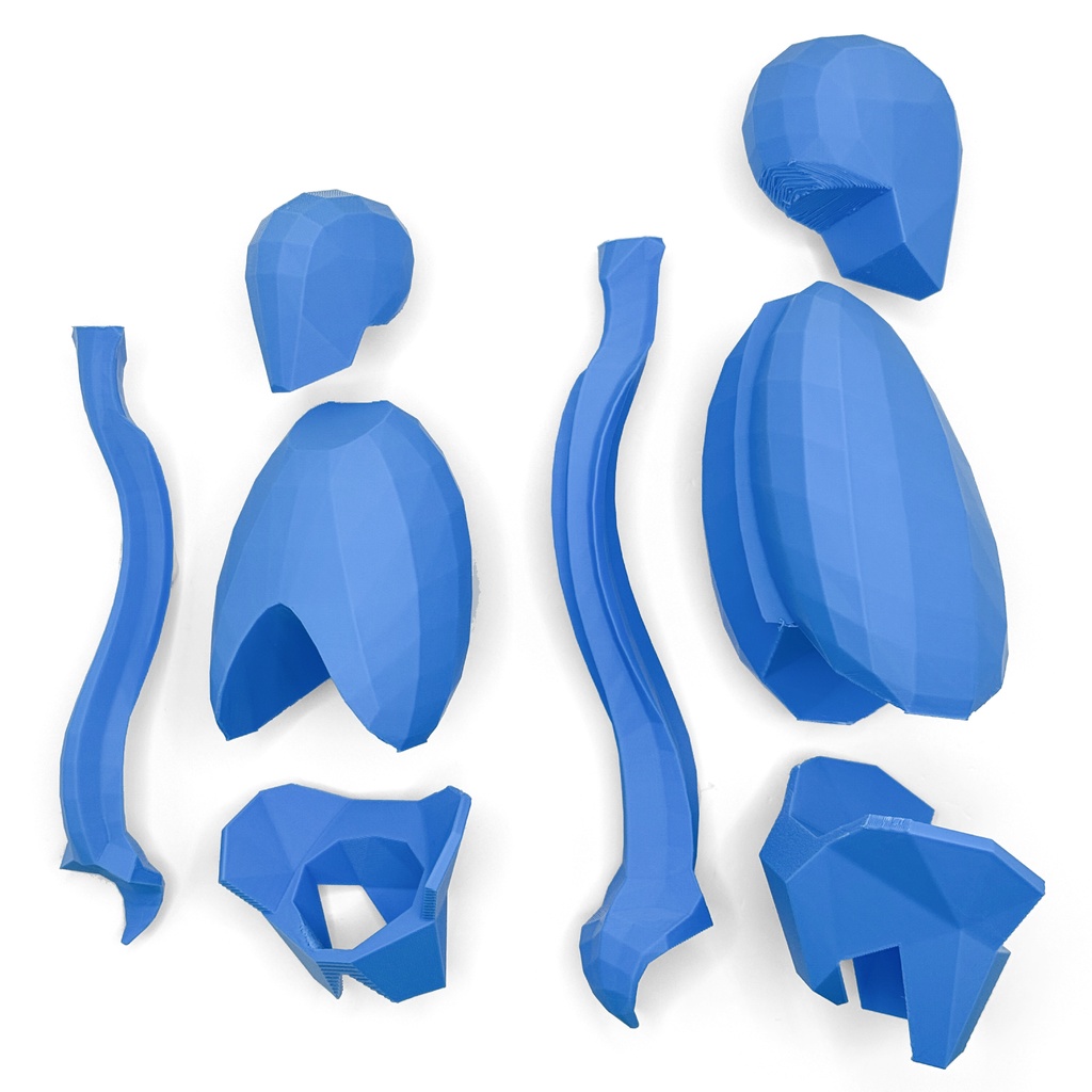 ローポリゴン骨格模型:体幹(分割タイプ)