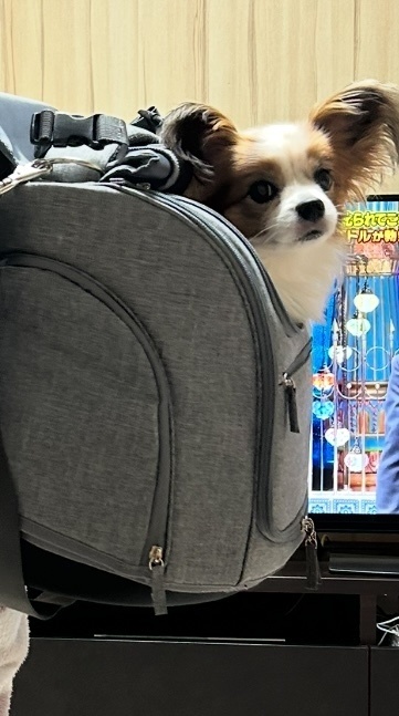 ペットの3Dモデリング致します。