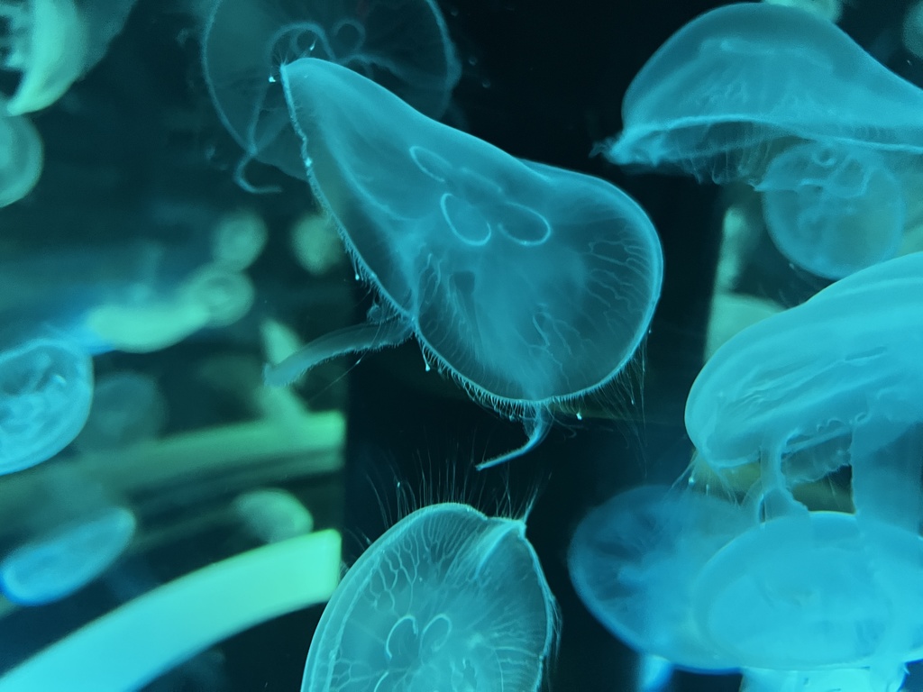 背景素材「水族館」