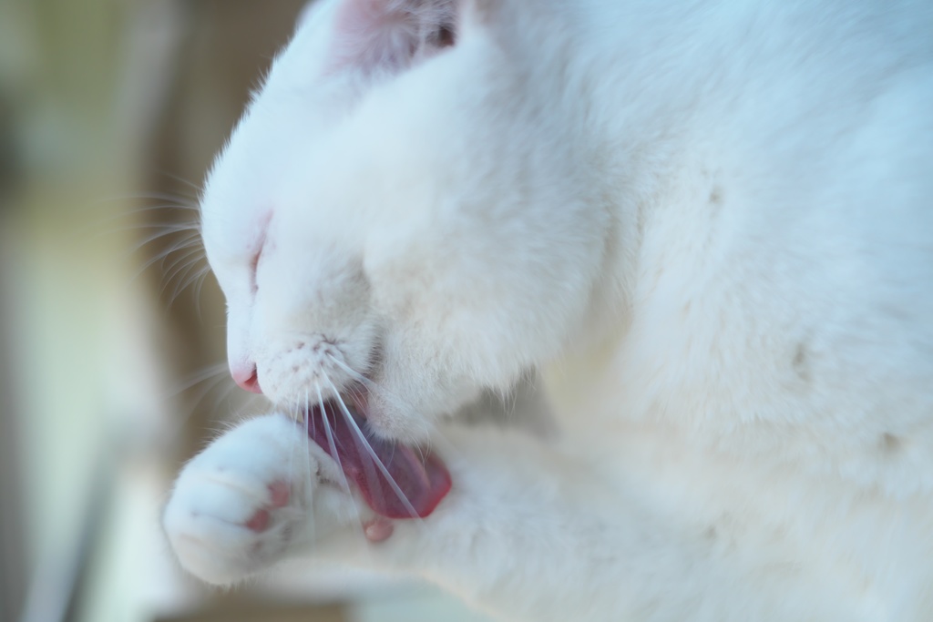 保護猫カフェ Catio デジタル写真集1 猫写真 川島商店 Booth