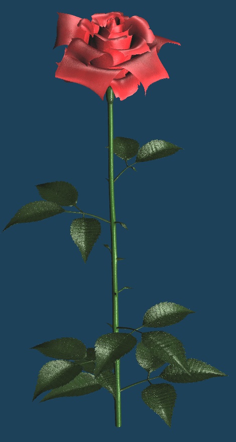 3Dモデル そこそこのバラ