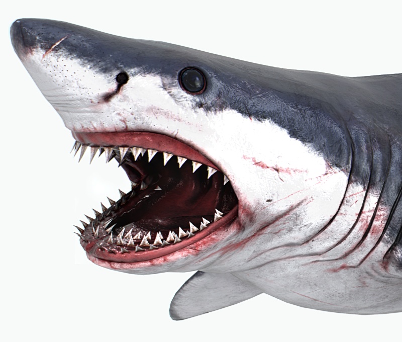 最も選択された かっこいい リアル ホオジロザメ サメ イラスト