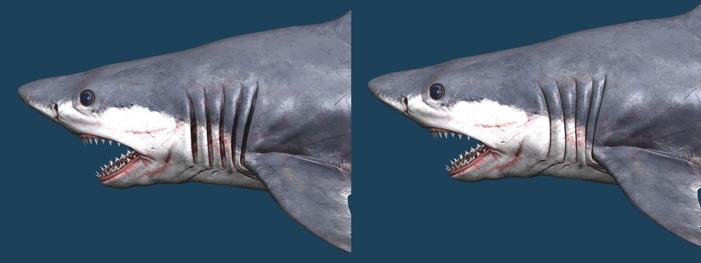 【MMD】【Unity】リアルサメモデル