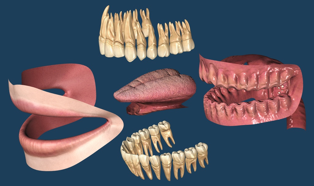 【3D素材】口の中モデル