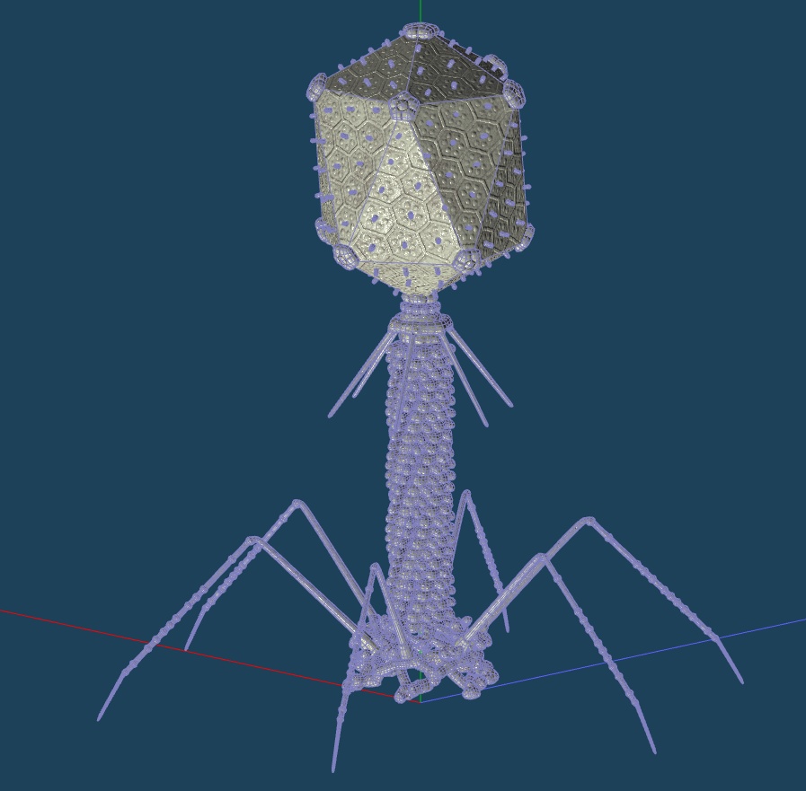 【3Dウイルス】バクテリオファージモデル【4タイプ】