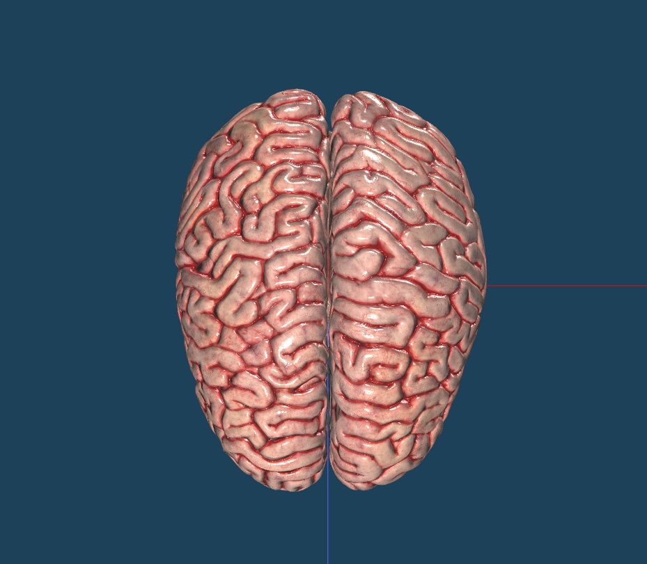 【3D素材】リアル脳みそモデル