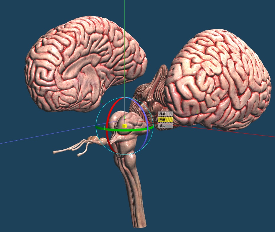 【3D素材】リアル脳みそモデル