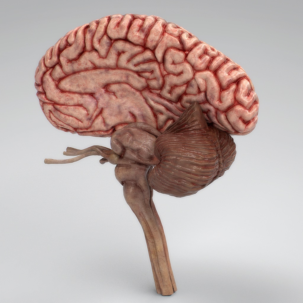 【3D素材】リアル脳みそモデル