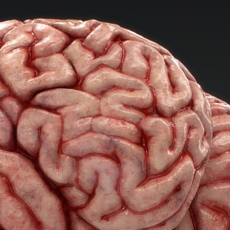 【3D素材】リアル脳みそモデル