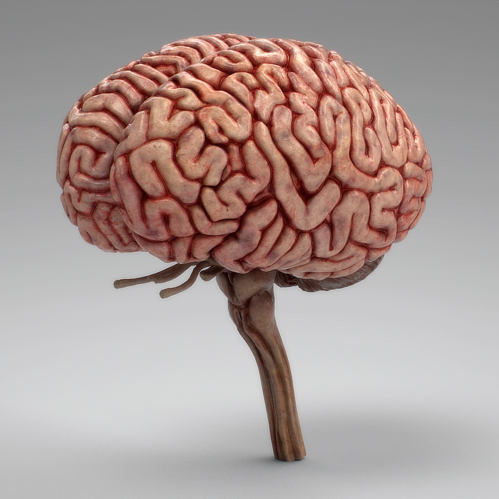 【3D素材】リアル脳みそモデル