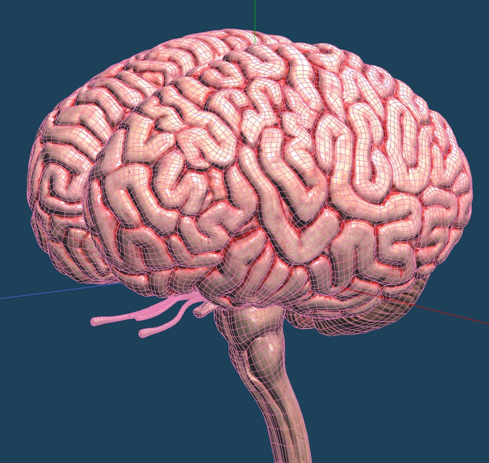 【3D素材】リアル脳みそモデル