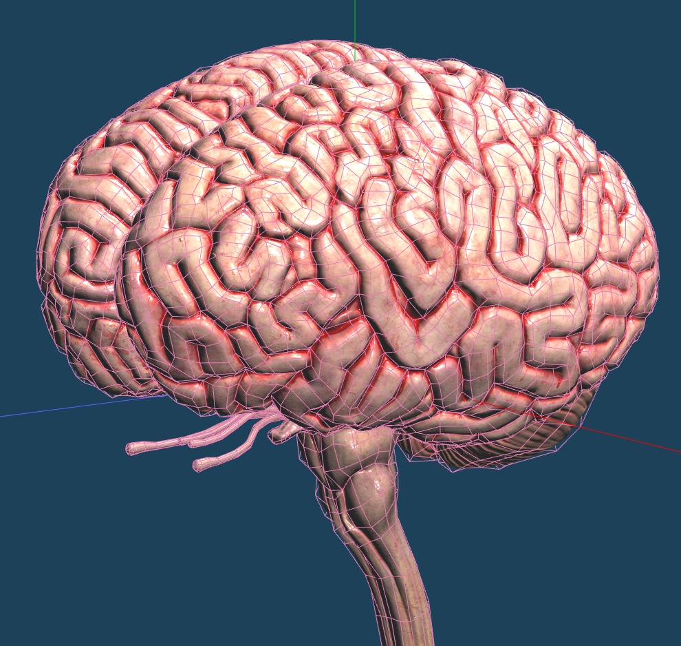 【3D素材】リアル脳みそモデル