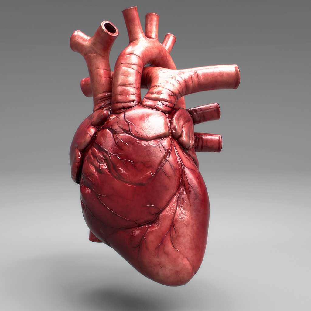 3B社 人体模型 心臓模型 心臓成人・7分解モデル (vd253) 鍼灸 模型 ...