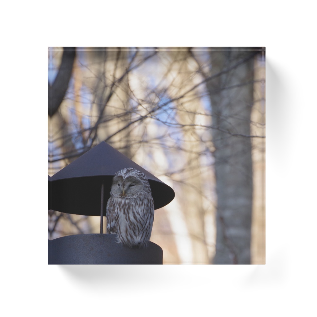 なぜか煙突にいたシマフクロウ