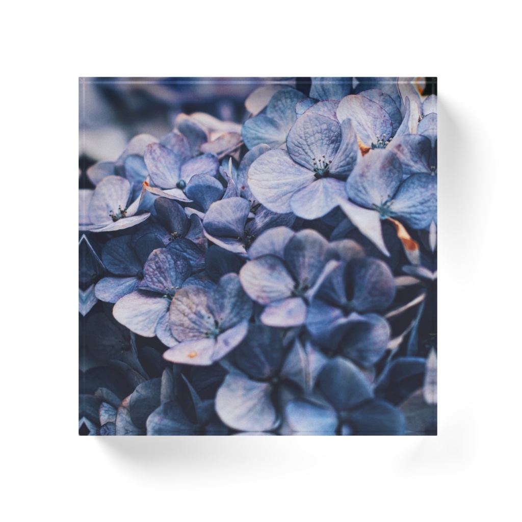 紫陽花 A 透明アクリルブロック