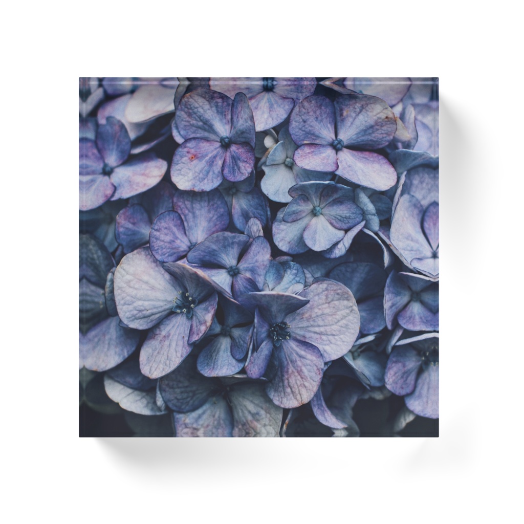 紫陽花 B 透明アクリルブロック