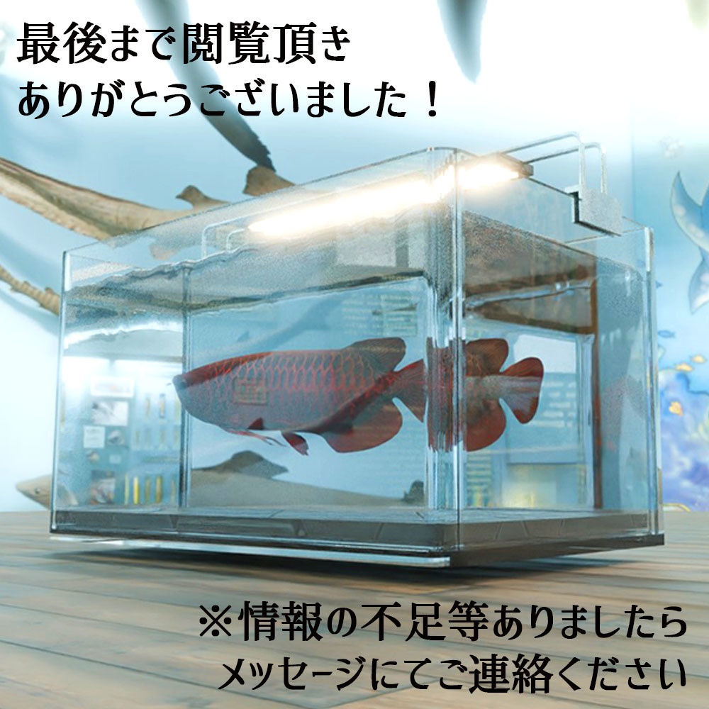 【Unity3Dモデル】アクアリウム水槽+アロワナのセット【熱帯魚アニメーション付き】