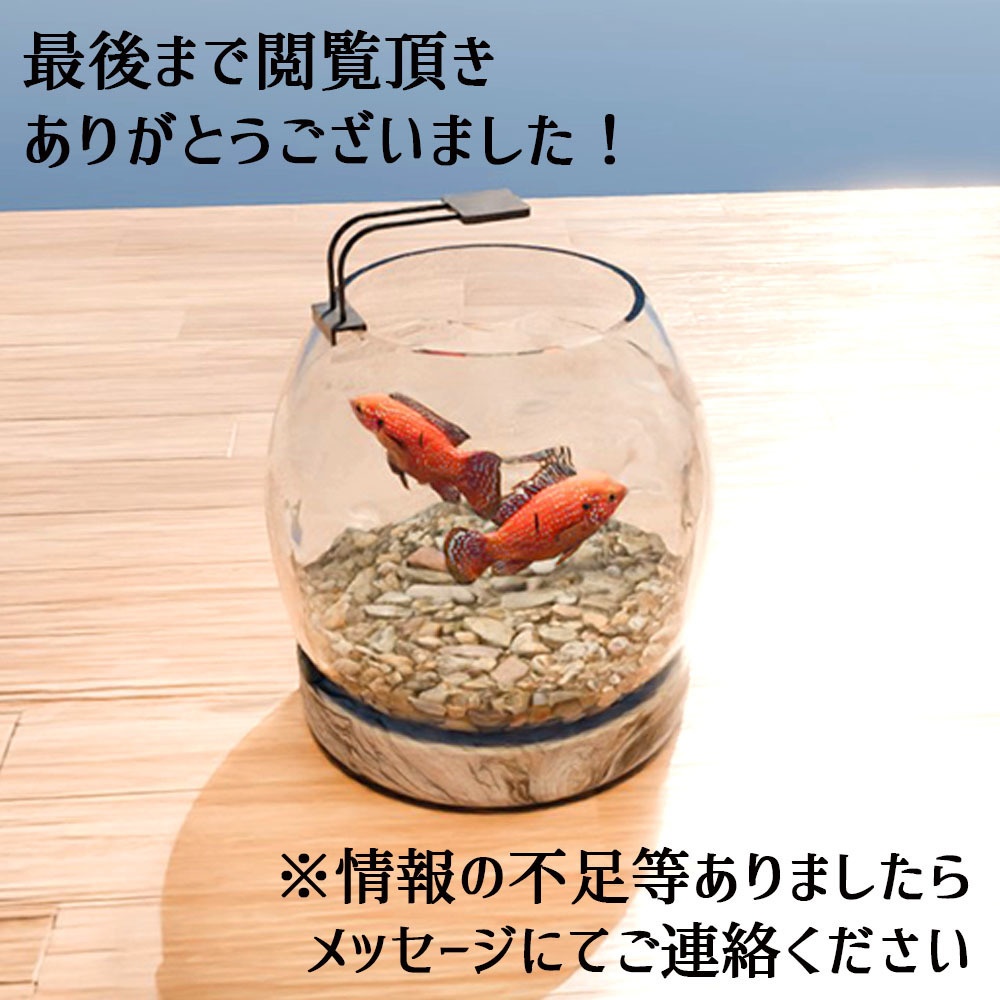 【Unity3Dモデル】お試しアクアリウムセット 水槽+動く熱帯魚(シグリッド)【UdonScript同梱】