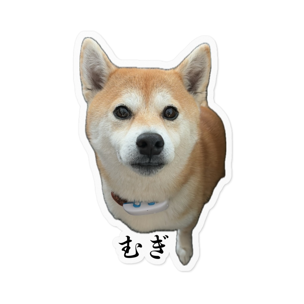 【柴犬むぎ】ステッカー1