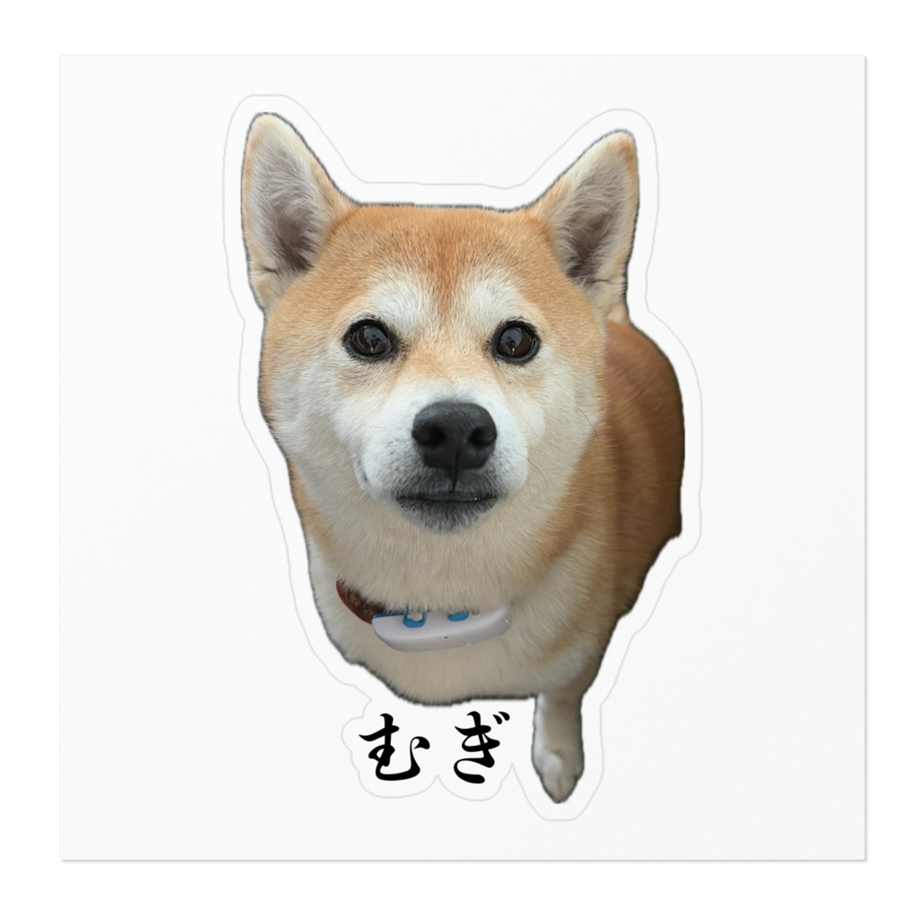 【柴犬むぎ】ステッカー1