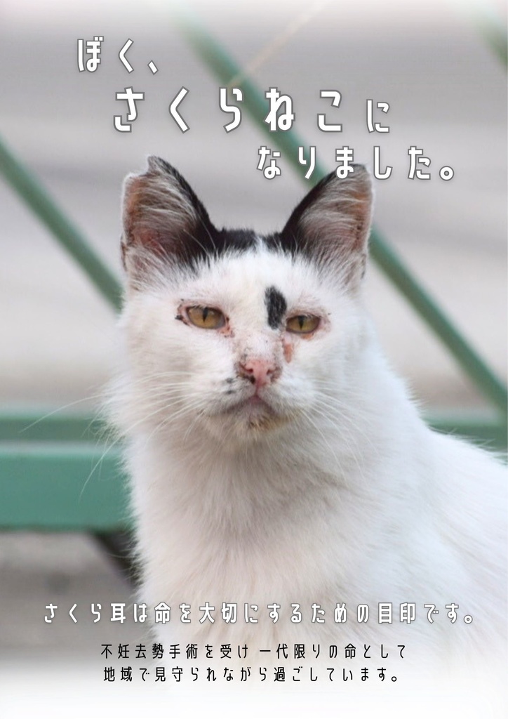 ぼく、さくらねこになりました。