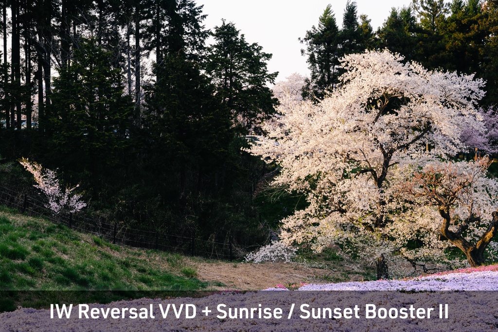 IW Contemporary Film Presets