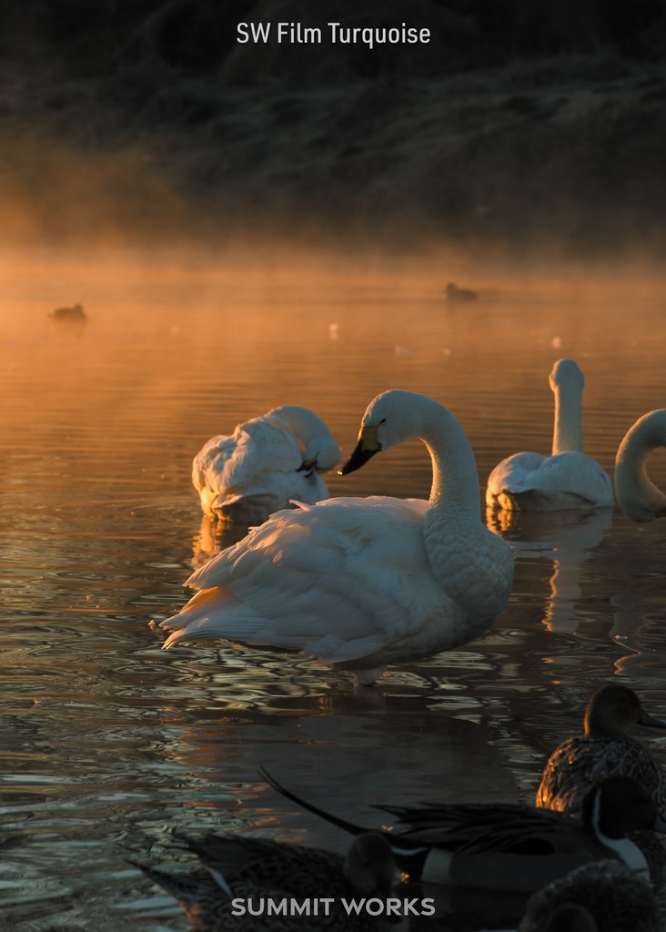 SW Color Profile Collection