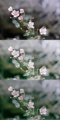 Lightroomプリセット(スマホ版)flower_001・flower_002