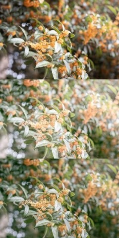 Lightroomプリセット(スマホ版)flower_001・flower_002