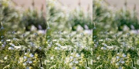 Lightroomプリセット(スマホ版)flower_001・flower_002