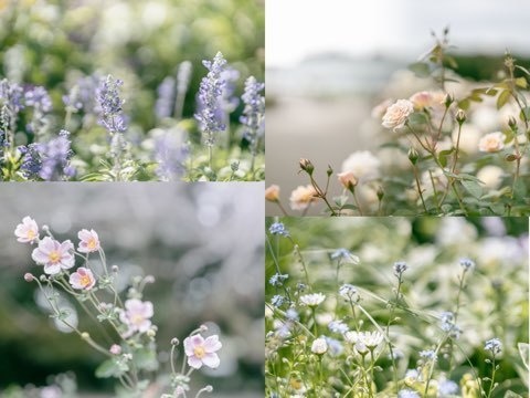 Lightroomプリセット(PC版)flower_001・flower_002