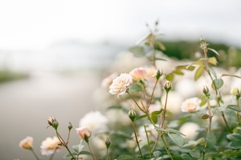 Lightroomプリセット(PC版)flower_001・flower_002