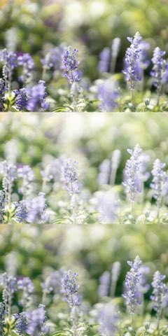 Lightroomプリセット(PC版)flower_001・flower_002