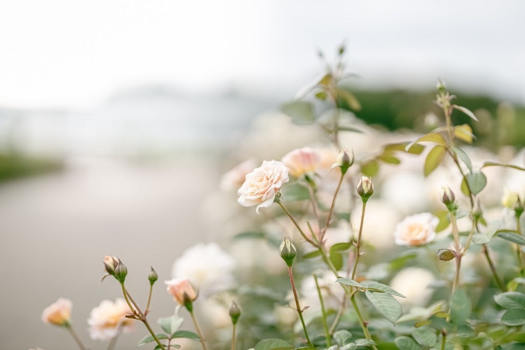 Lightroomプリセット(PC版)3種6個セットyg・001blue・flower