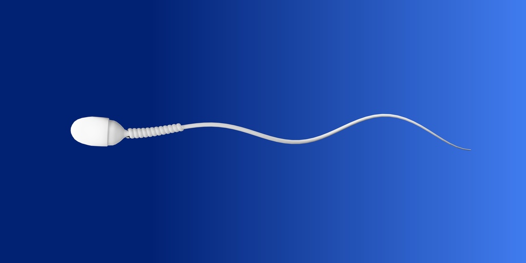 ヒト精子1個の3Dイラスト画像。青色背景に白い精子。