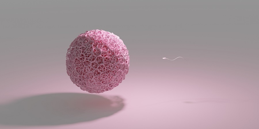 ヒトの受精を描いた3DCG。精子が接近している。卵子はピンクで透明帯はリアル。