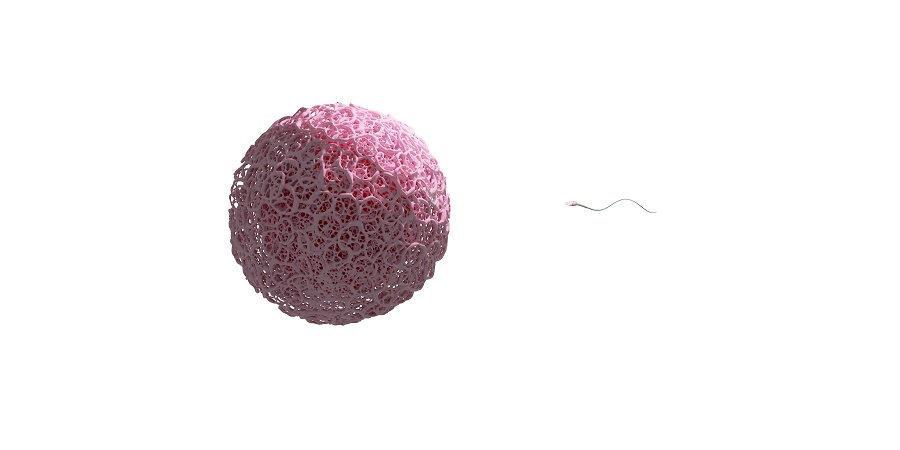 （透過素材）ヒトの受精を描いた3DCG。精子が接近している。卵子はピンクで透明帯はリアル。