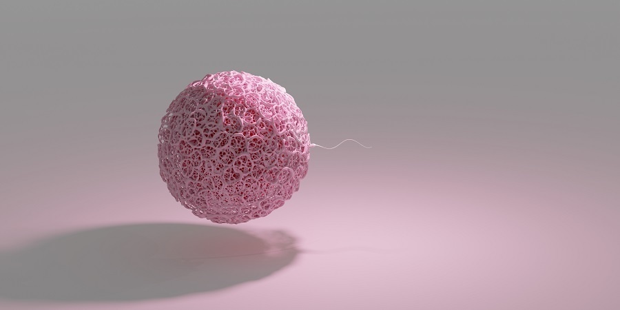 受精の瞬間を描いた3DCG。卵子の透明帯はピンクでリアル。  