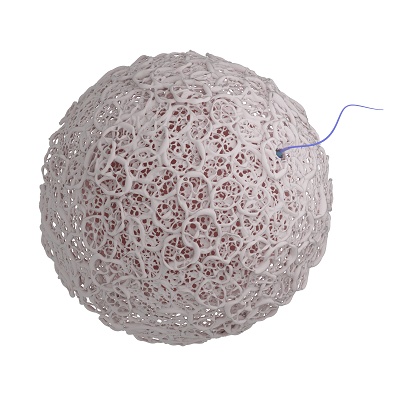 （透過素材）受精の瞬間を描いた3DCGによるイラスト。卵子の透明帯は白くてリアル。