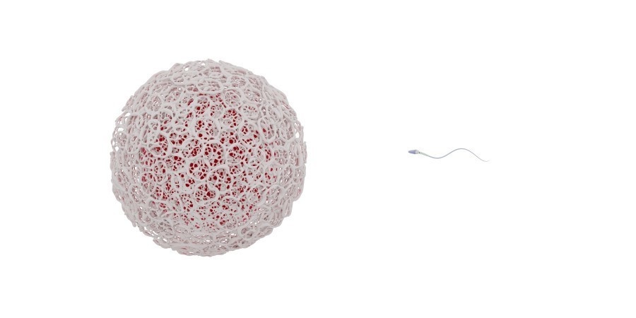 （透過素材）受精のイラスト。１個の精子が卵子に向かって進んでいる。