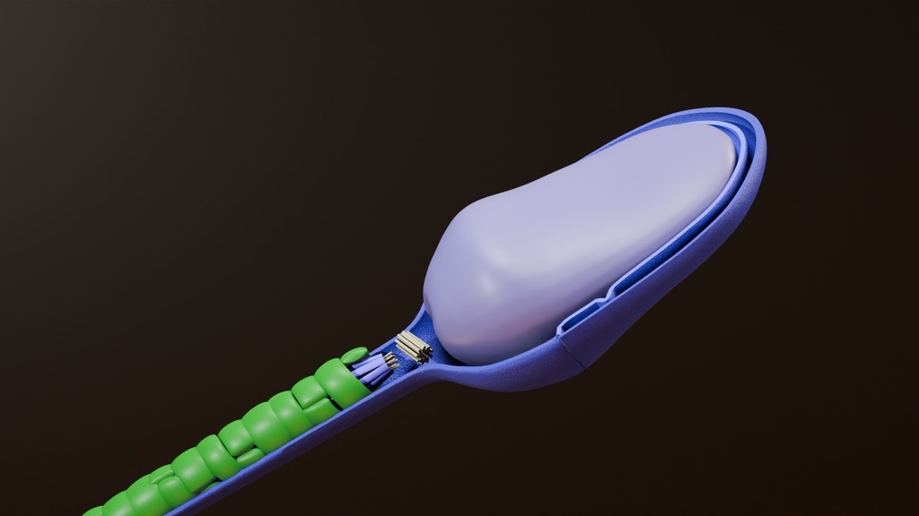 3D animation of human sperm head