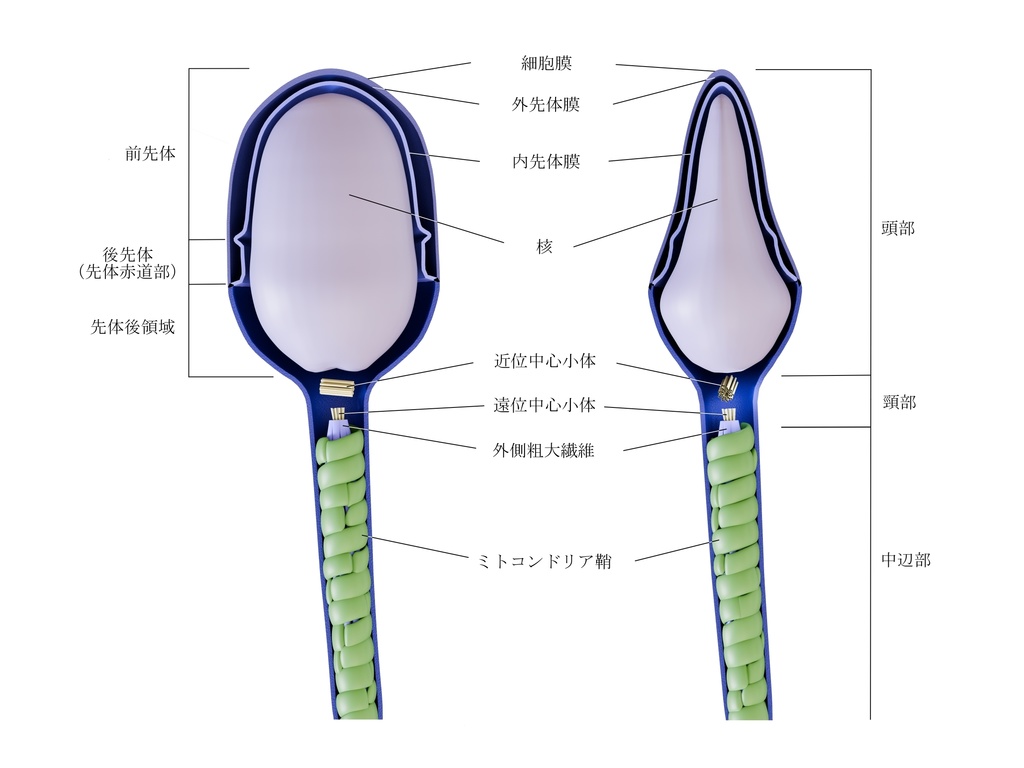 精子頭部の構造と名称（日本語）