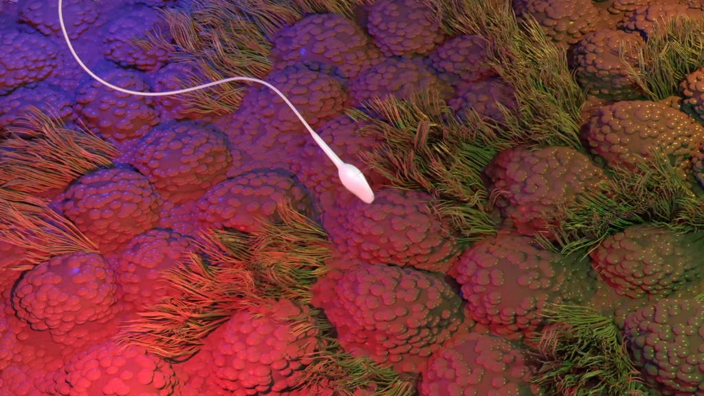 3D animation of sperm swimming above the cilia of the fallopian tube