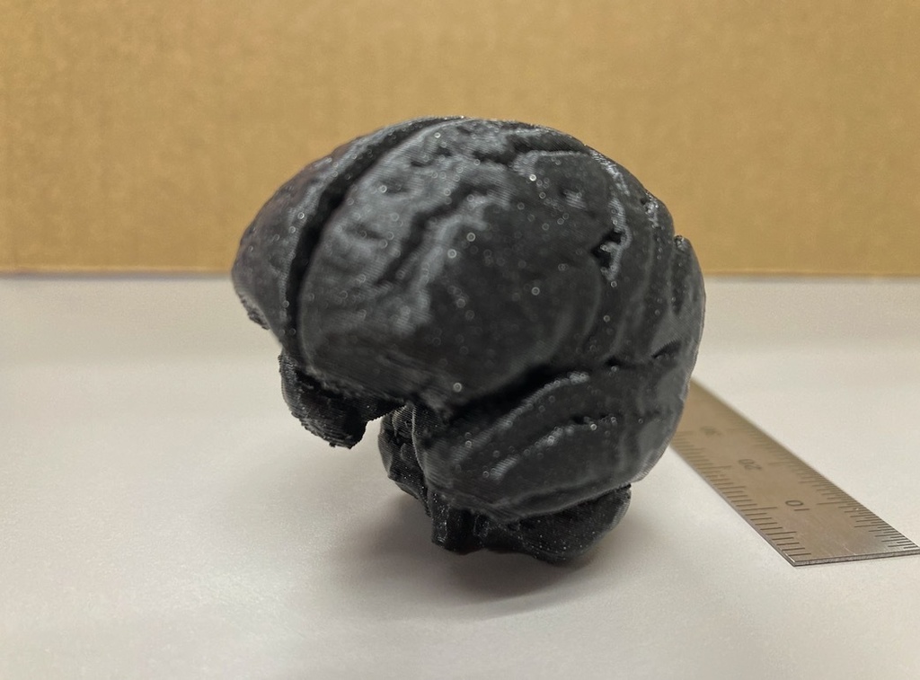 ヒト脳の高精度3Dモデル①【brain01.stl】(3Dプリント用、パワポ素材、モニタ上で回転)